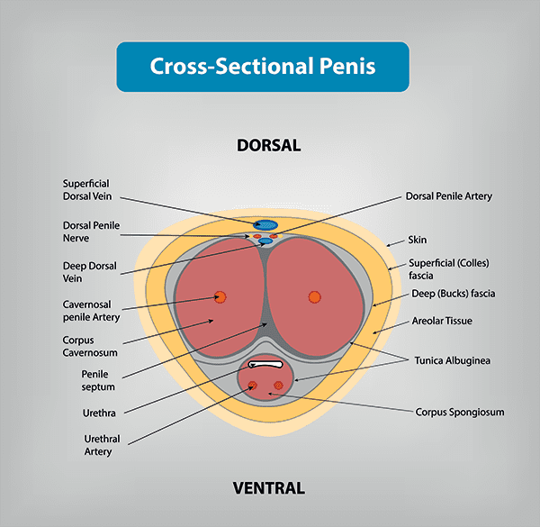 Cross sectional penis